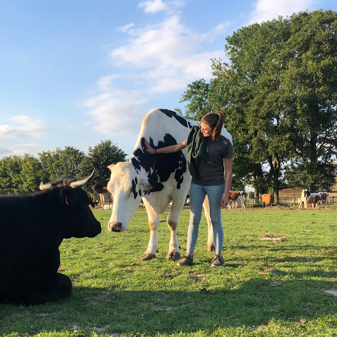 refuges pour animaux dans la région de charleroi belgique vegan devenir bénévole ou adopter
