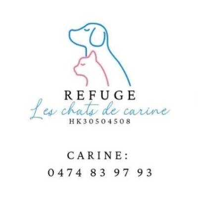 les chats de carine refuge pour chiens et chats à charleroi belgique